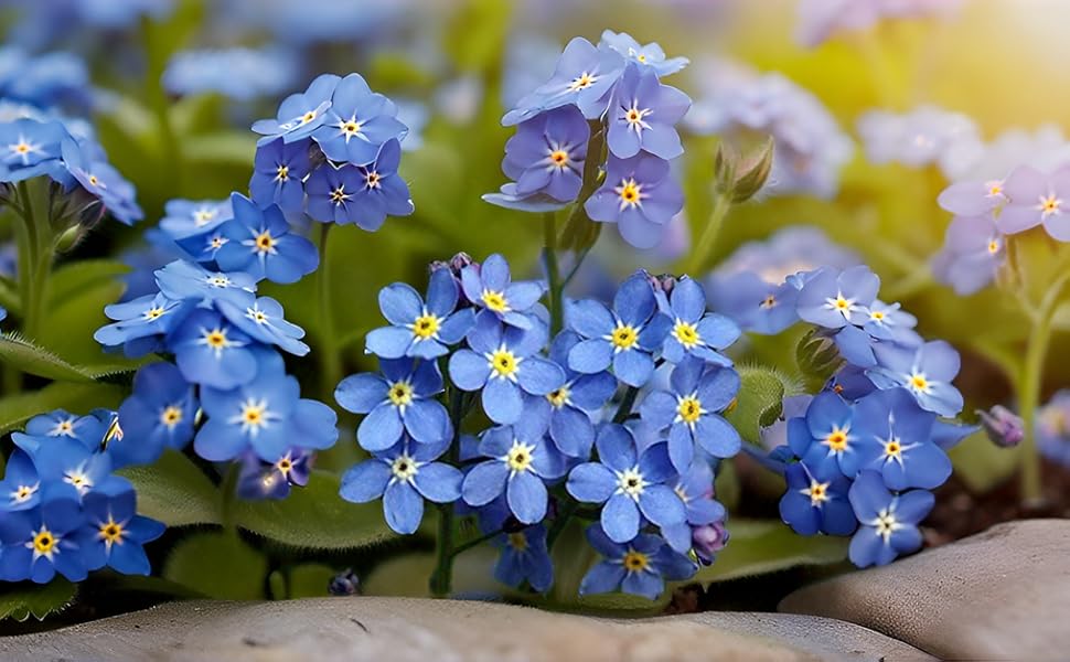 Forget Me Not Seeds – Beautiful, Hardy Flowers for Your Garden or Flowerbeds