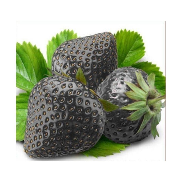 Rare Black Strawberries Seeds for Planting - Grow Unique Juicy Dark Strawberries in Your Garden