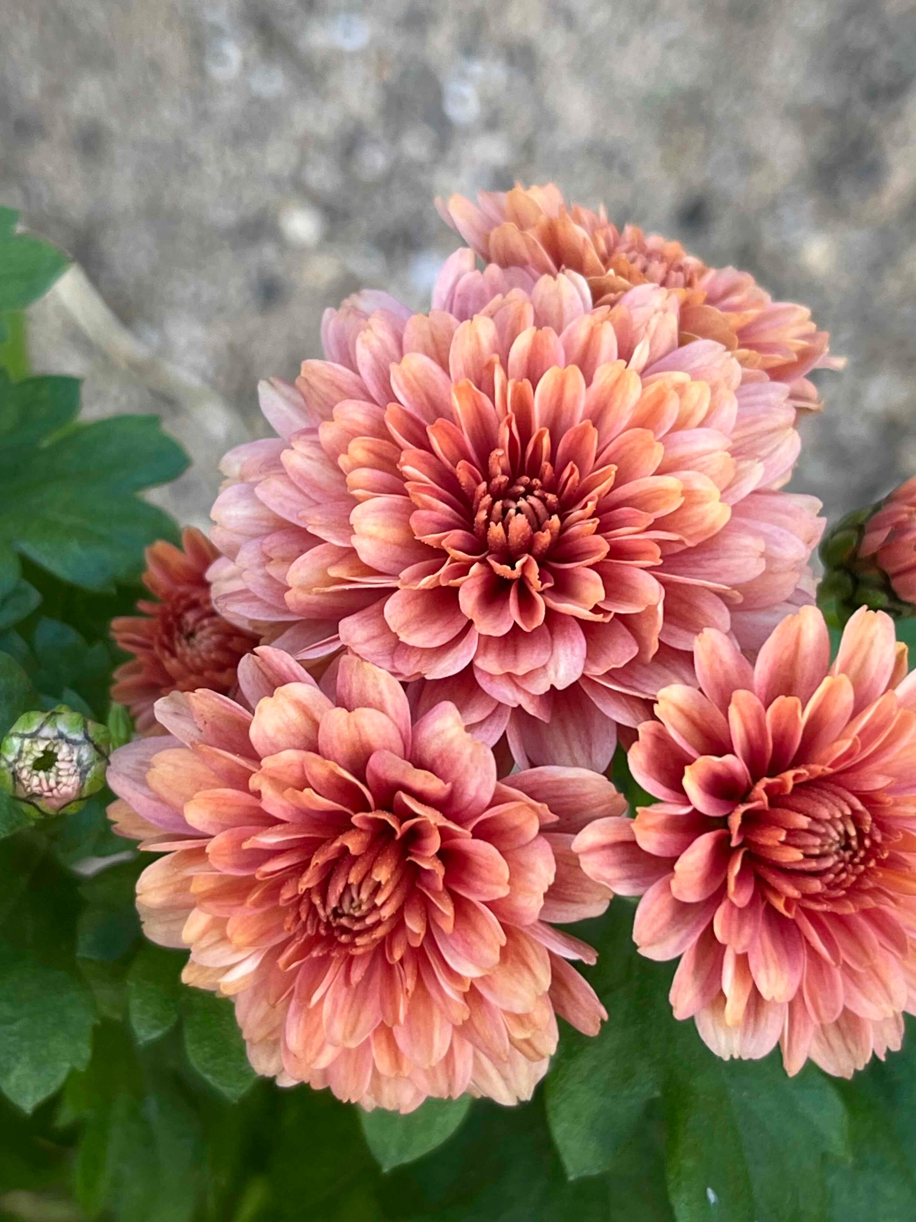 Chrysanthemum Flower seeds for Planting Garden Favorite Heirloom & GMO Free Seeds for Home Garden
