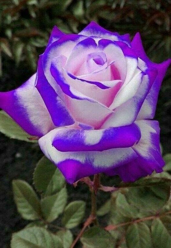 White Purple Away Rose Flower Seeds for Planting Compact Growth Heirloom & GMO Free Seeds for Home Garden
 
 Sale