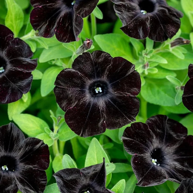 Black Velvet Petunia Seeds for Stunning, Dark Petunia Blooms