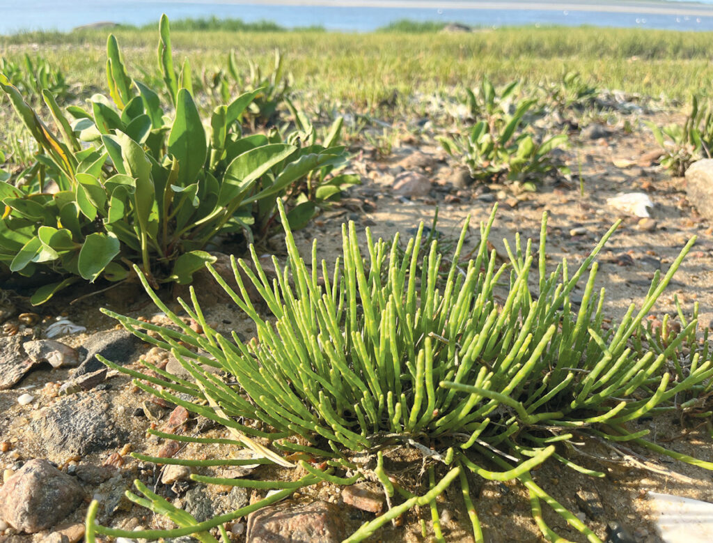 Sea Bean Vegetable Seeds for Easy Planting