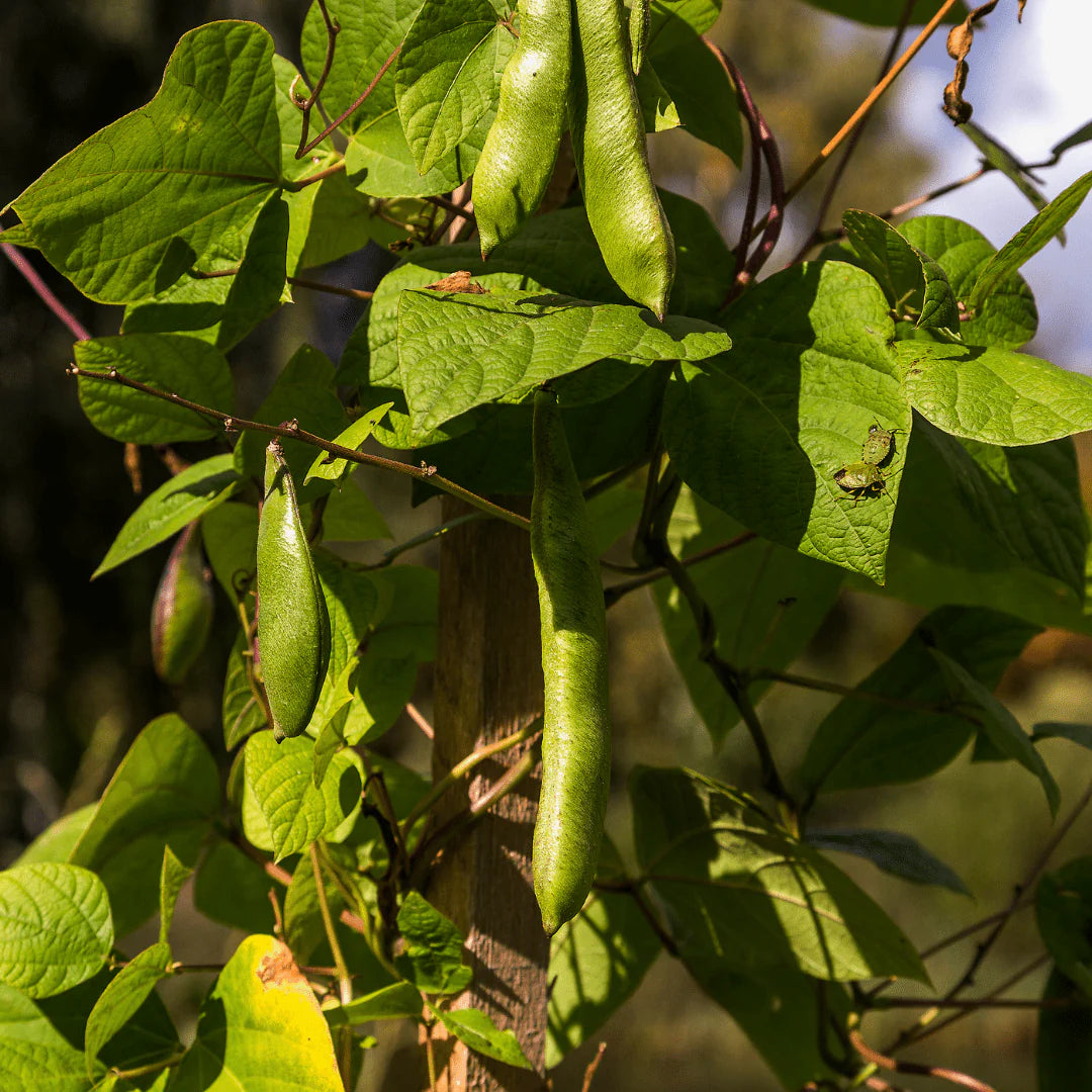 Black and White Bean Seeds for Vegetable Planting