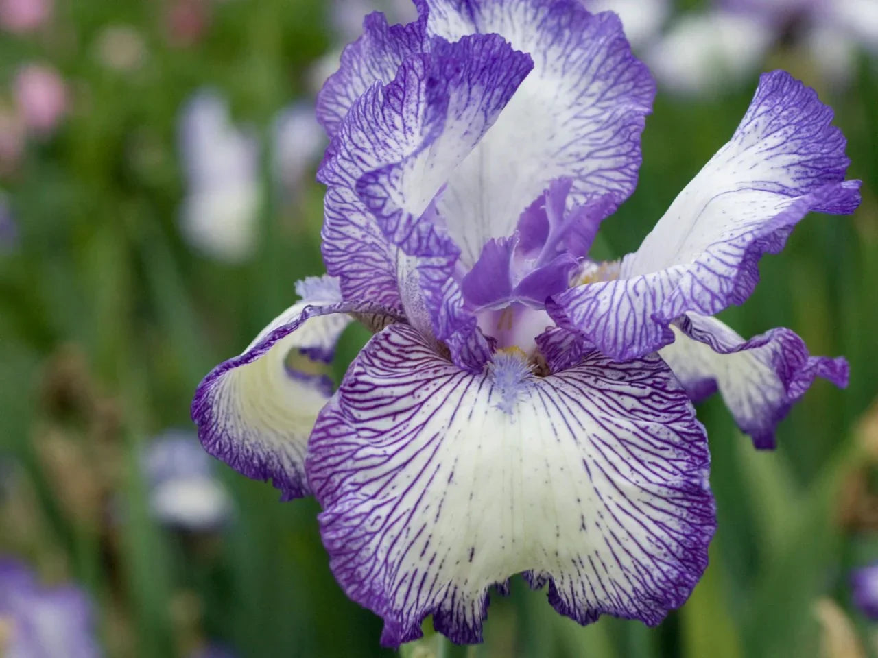 Bearded Flowers in Garden – Vibrant and Distinctive Petals