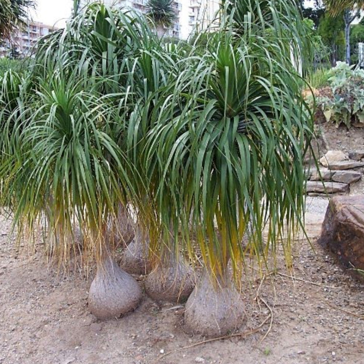 Planting Seeds Collection: Beaucarnea Plant