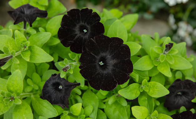 Velvet Petunia Flower Seeds, Essential Planting Guide