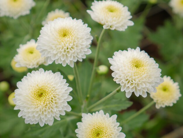 White Green Chrysanthemum Flower seeds for Planting - Pollinator Friendly, Heirloom & GMO Free Seeds for Home Garden