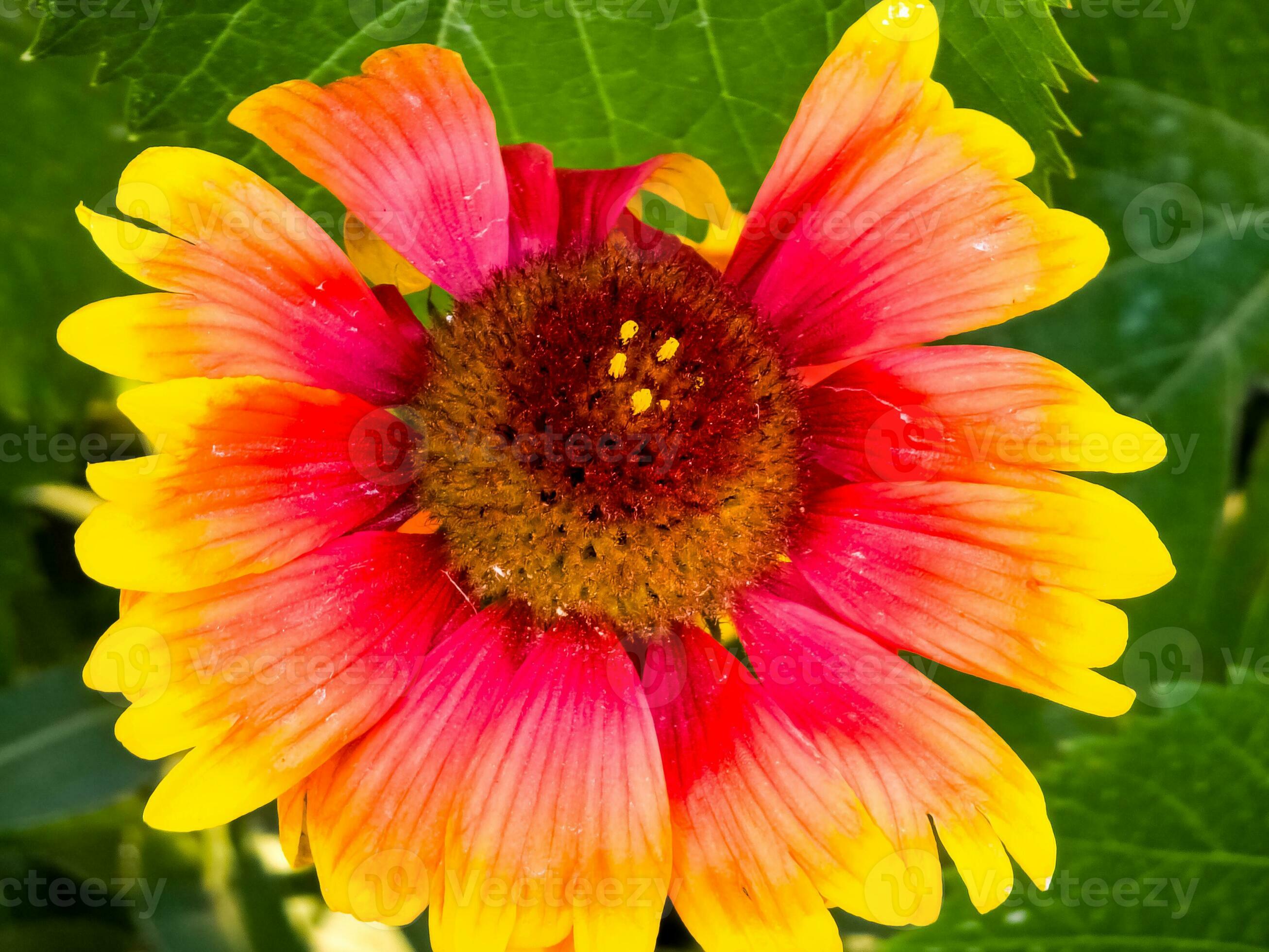 Aristata Flower seeds for Planting Wildflower Mix Heirloom & GMO Free Seeds for Home Garden