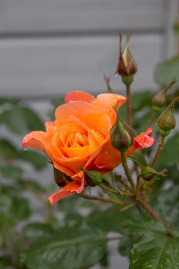 Orange Rainbow Potted Rose Flower Seeds for Planting Vibrant Colors Heirloom & GMO Free Seeds for Home Garden
 
 Sale