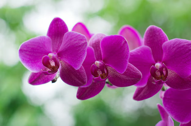 Purple Butterfly Orchid Seeds Flower seeds for Planting - Colorful Display, Heirloom & GMO Free Seeds for Home Garden