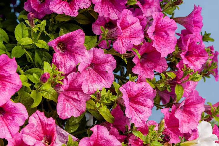 Pink Fuchsia Petunia Flower seeds for Planting - Hardy Variety, Heirloom & GMO Free Seeds for Home Garden