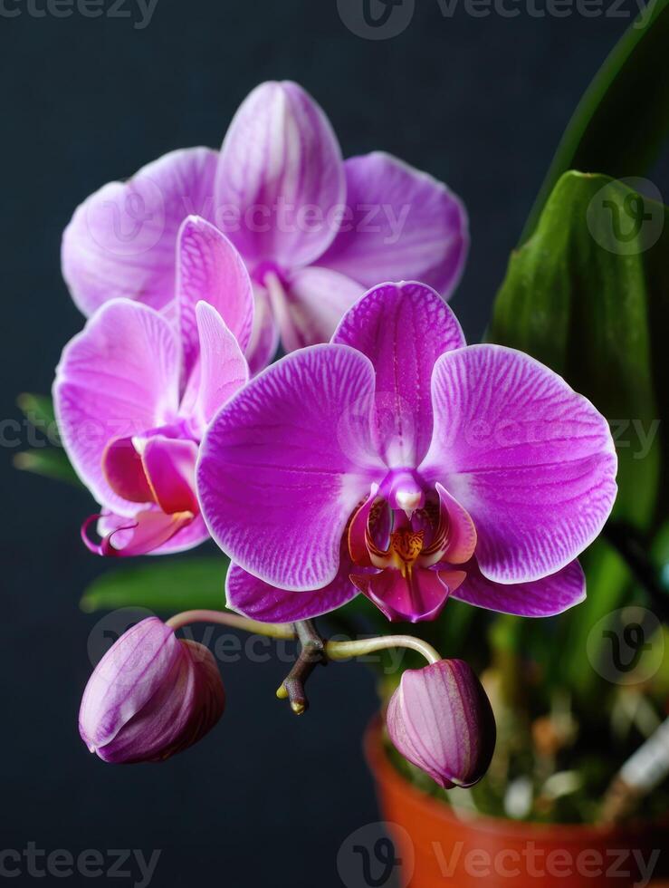 Pink Butterfly Orchid Flower seeds for Planting - Fragrant Blossoms, Heirloom & GMO Free Seeds for Home Garden