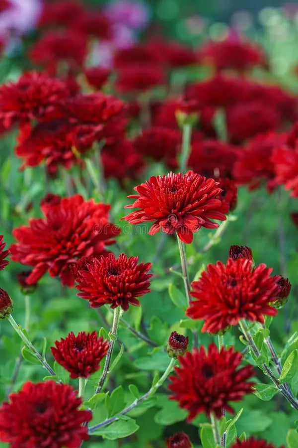 Chrysanthemum Deep Red Flower seeds for Planting - Long Bloom Season, Heirloom & GMO Free Seeds for Home Garden