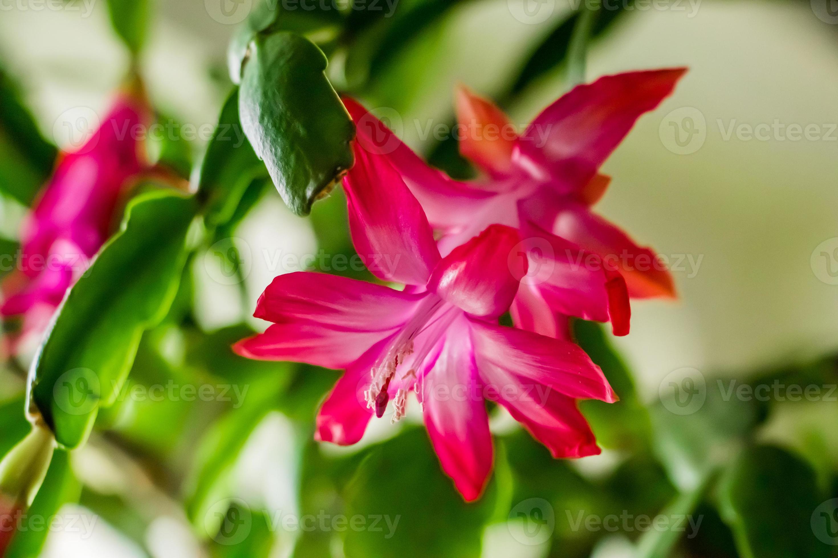 Pink Schlumbergera Flower seeds for Planting - Shade Tolerant, Heirloom & GMO Free Seeds for Home Garden