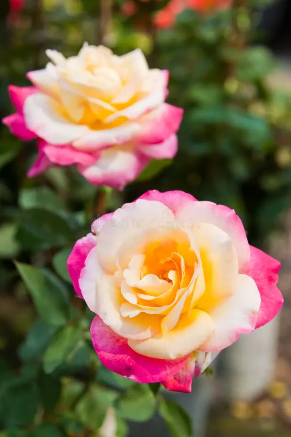 Tricolour Rose Standard Flower seeds for Planting - Colorful Display, Heirloom & GMO Free Seeds for Home Garden