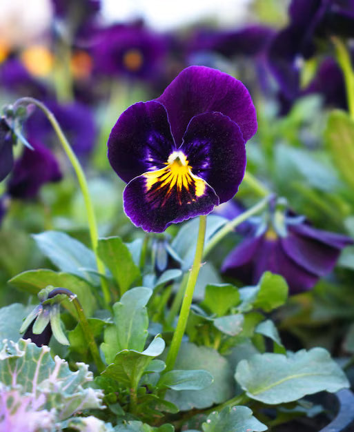 Violet Pansy Flower seeds for Planting - Compact Growth, Heirloom & GMO Free Seeds for Home Garden