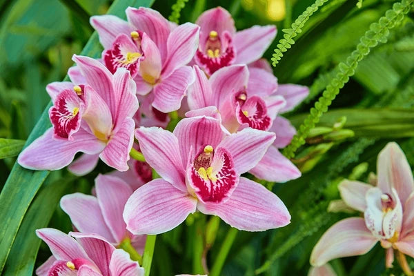 Pink & White Cymbidium Orchid Flower seeds for Planting - Perfect for Borders, Heirloom & GMO Free Seeds for Home Garden