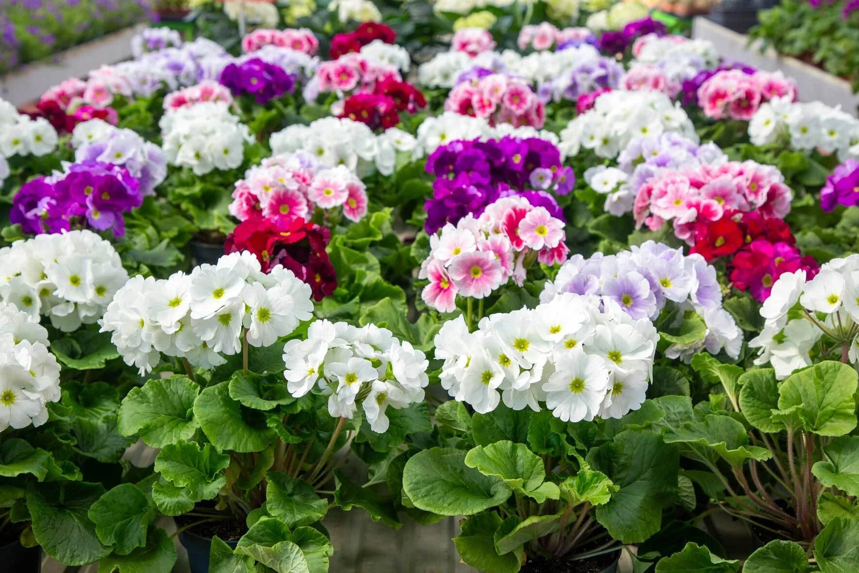 Obconica Flower seeds for Planting - Long Bloom Season, Heirloom & GMO Free Seeds for Home Garden