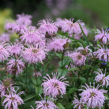 Buy Wild Bergamot (Bee Balm) Seeds Online – Monarda fistulosa Lavender Flowers