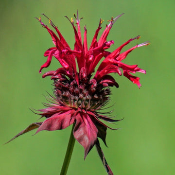 Bee Balm Seeds – Organic Non-GMO Pollinator-Friendly Herb with Bright Blooms
