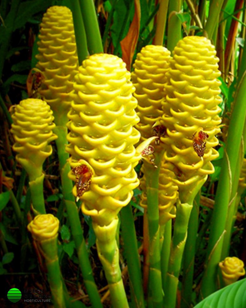 Beehive Ginger Flower seeds for Planting Cut Flower Favorite Heirloom & GMO Free Seeds for Home Garden 
 
 Sale