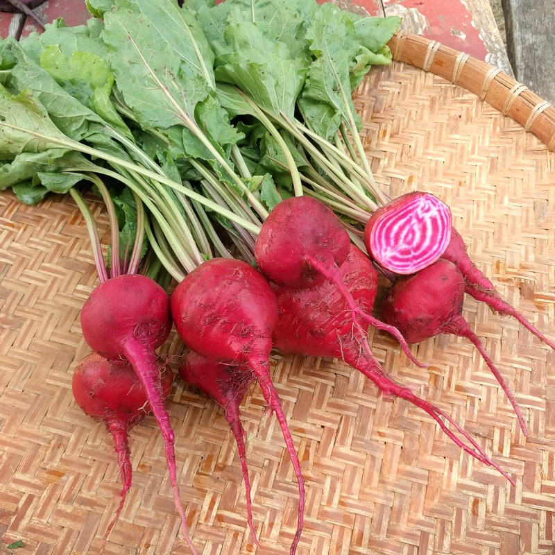 Red Chioggia Beet Seeds for Home Gardening