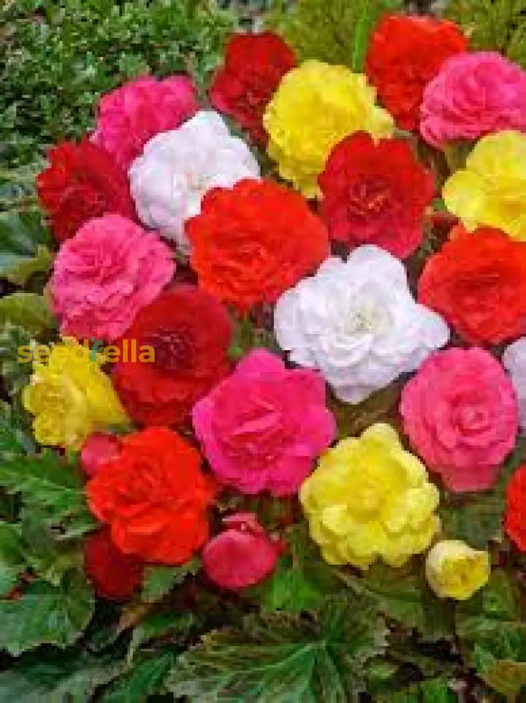 Begonia Nonstop Flower Planting Seeds For Vibrant Blooms - Perfect Gardens And Containers