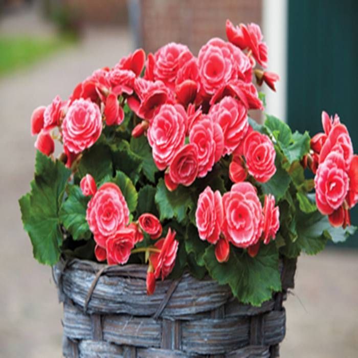 Begonia Seeds for Shade Gardening and Hanging Baskets
