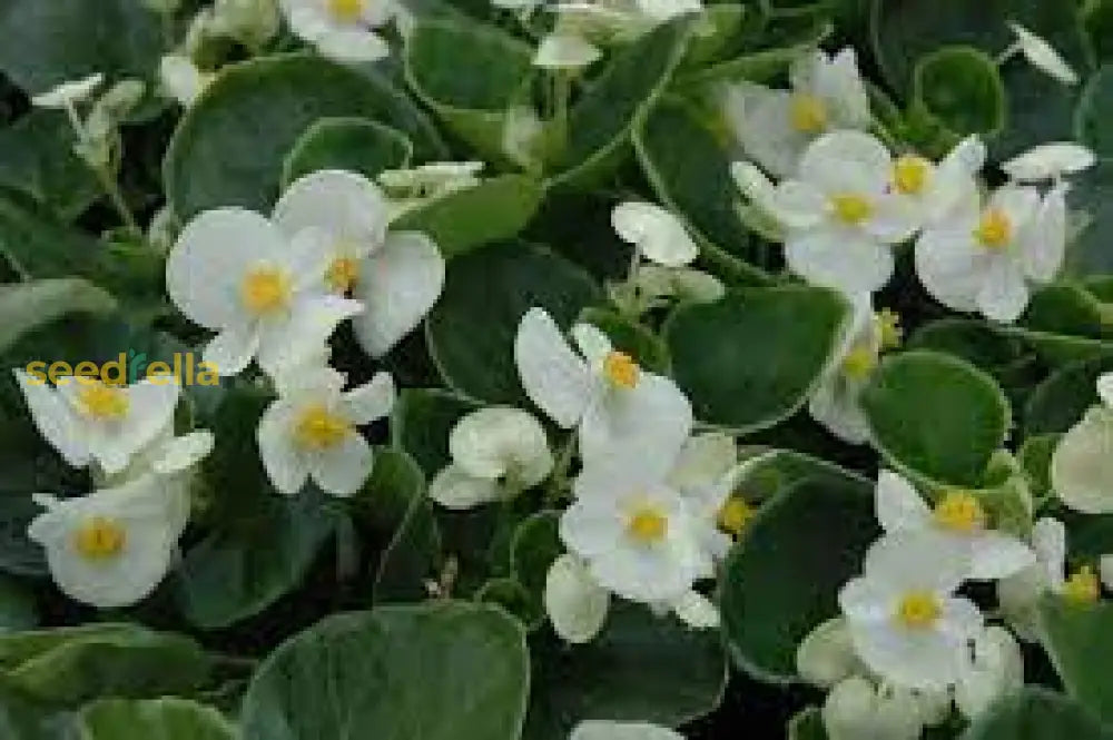 Begonia White Flower Seeds For Planting  Elegant Annual Blooms Gardens & Pots