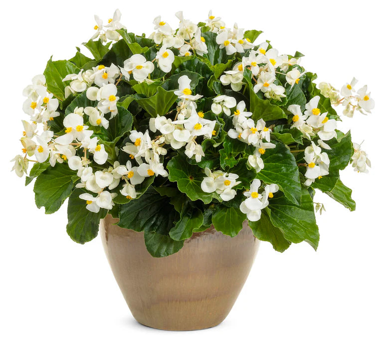 Begonia White Flower seeds for Planting - Wildflower Mix, Heirloom & GMO Free Seeds for Home Garden