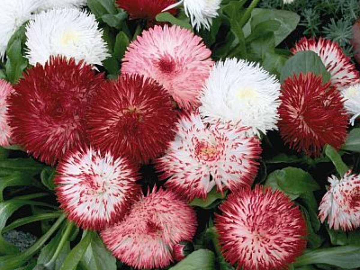 Leucanthemum Shasta Flower seeds for Planting - Seasonal Bloomer, Heirloom & GMO Free Seeds for Home Garden