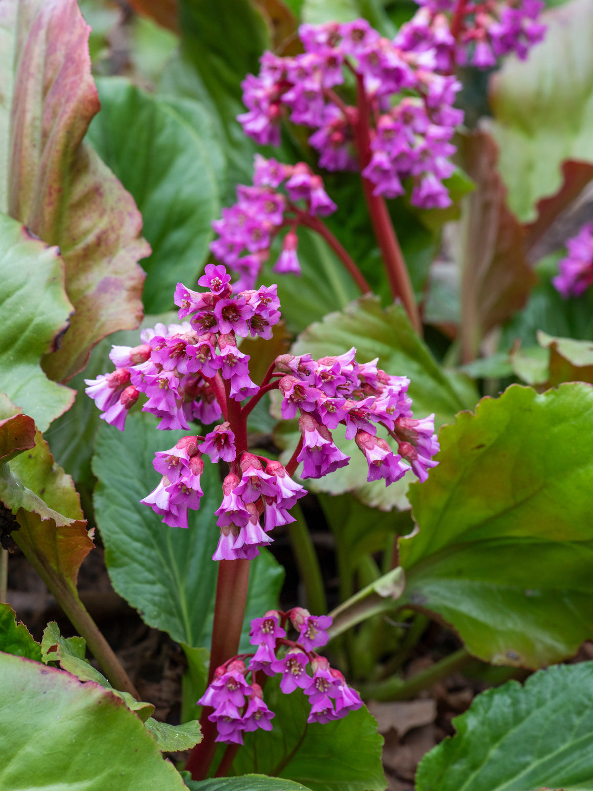 Bergenia Flower seeds for Planting - Wildflower Mix, Heirloom & GMO Free Seeds for Home Garden