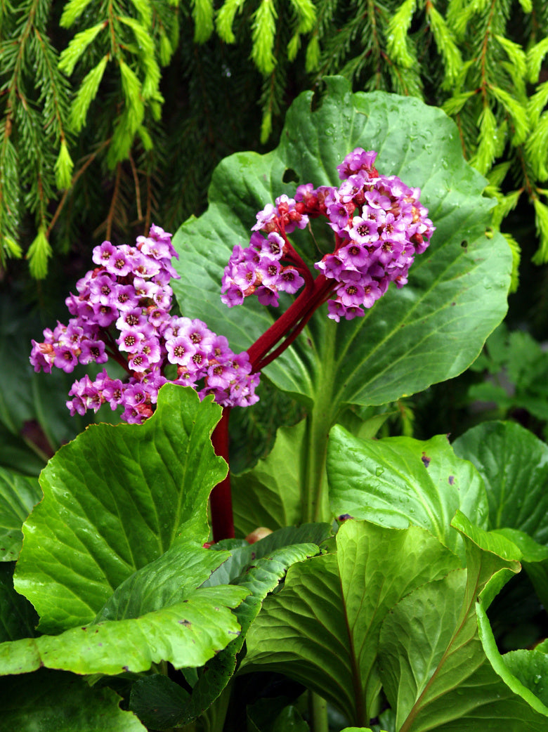 Bergenia Flower seeds for Planting - Wildflower Mix, Heirloom & GMO Free Seeds for Home Garden