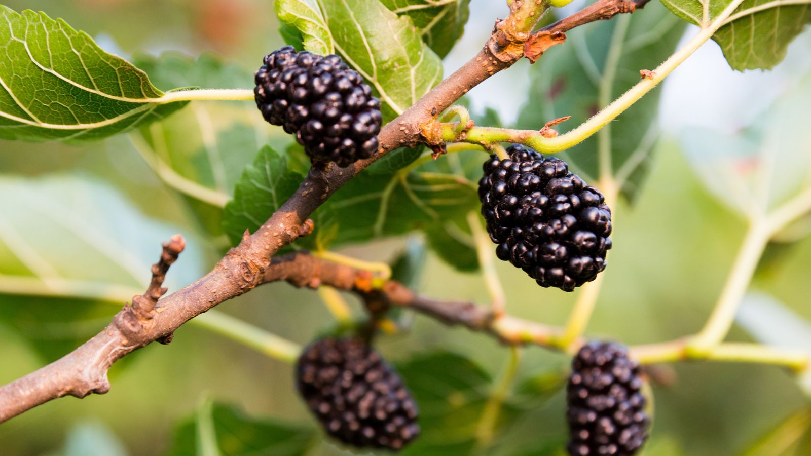 Wild berry seed germination and planting guide