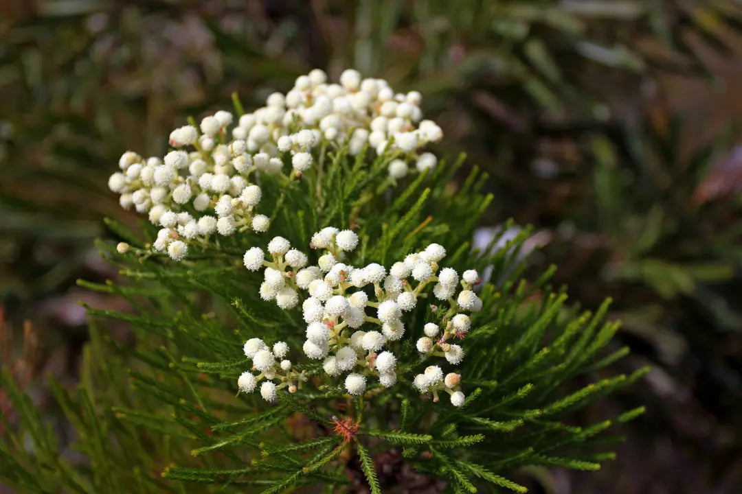 Fresh Alternifolia Flower seeds for Planting - Seasonal Bloomer, Heirloom & GMO Free Seeds for Home Garden