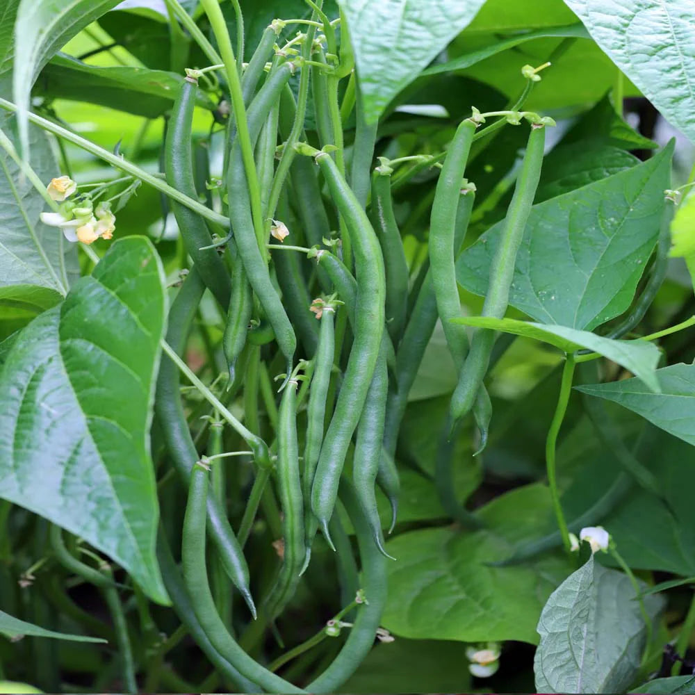 Green Bean Seeds for Planting  Vegetable Garden Essentials