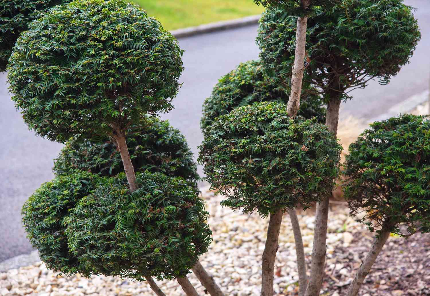 Topiary Tree Seeds for Artistic Garden Planting  Grow Beautifully Shaped Shrubs and Trees