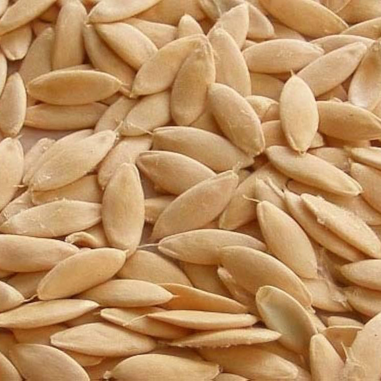 Non-GMO English Cucumber Seeds – Long, Tender Cucumbers for Families