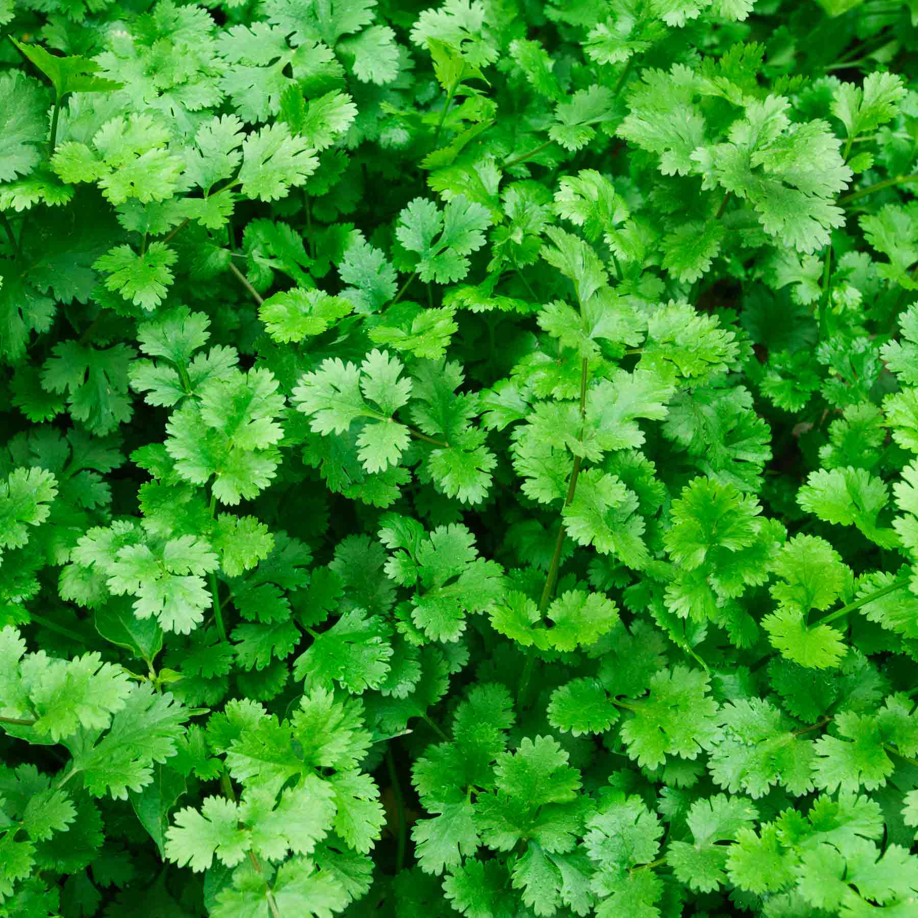 Cilantro Plant Seeds – Organic Non-GMO Herb for Garnishing and Flavor