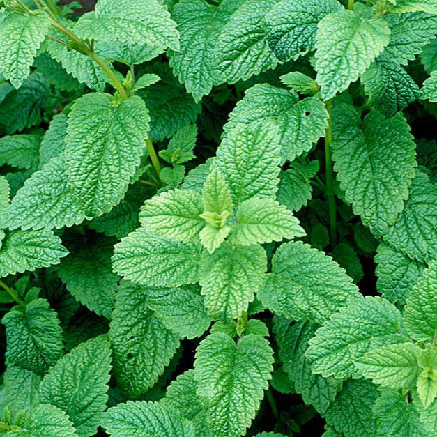 Lemon Balm Seeds – Organic Non-GMO Herb for Relaxation and Natural Remedies