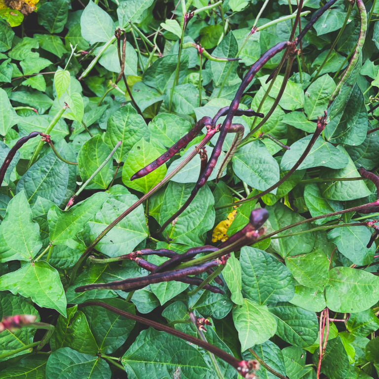 Heirloom Purple Hull Peas – Nutritious and Easy to Grow Cowpeas