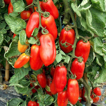 San Marzano Tomato Seeds – Heirloom Garden Variety