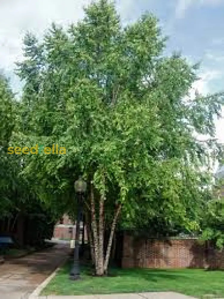 Betula Nigra Seeds For Planting - Grow Your Own River Birch Tree Plant Seeds