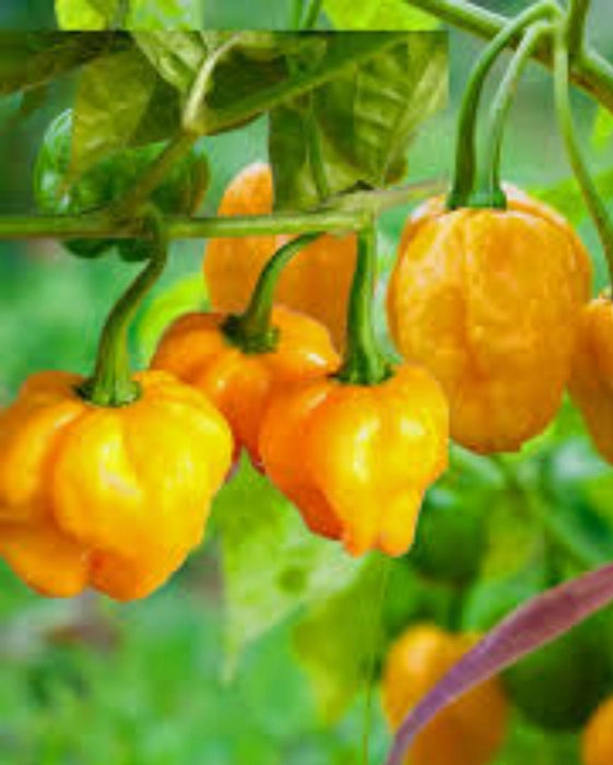 MOA Yellow Scotch Bonnet Pepper Seeds for Planting