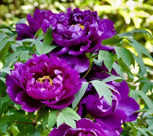 Purple Paeonia Suffruticosa Flower seeds for Planting - Hardy Variety, Heirloom & GMO Free Seeds for Home Garden