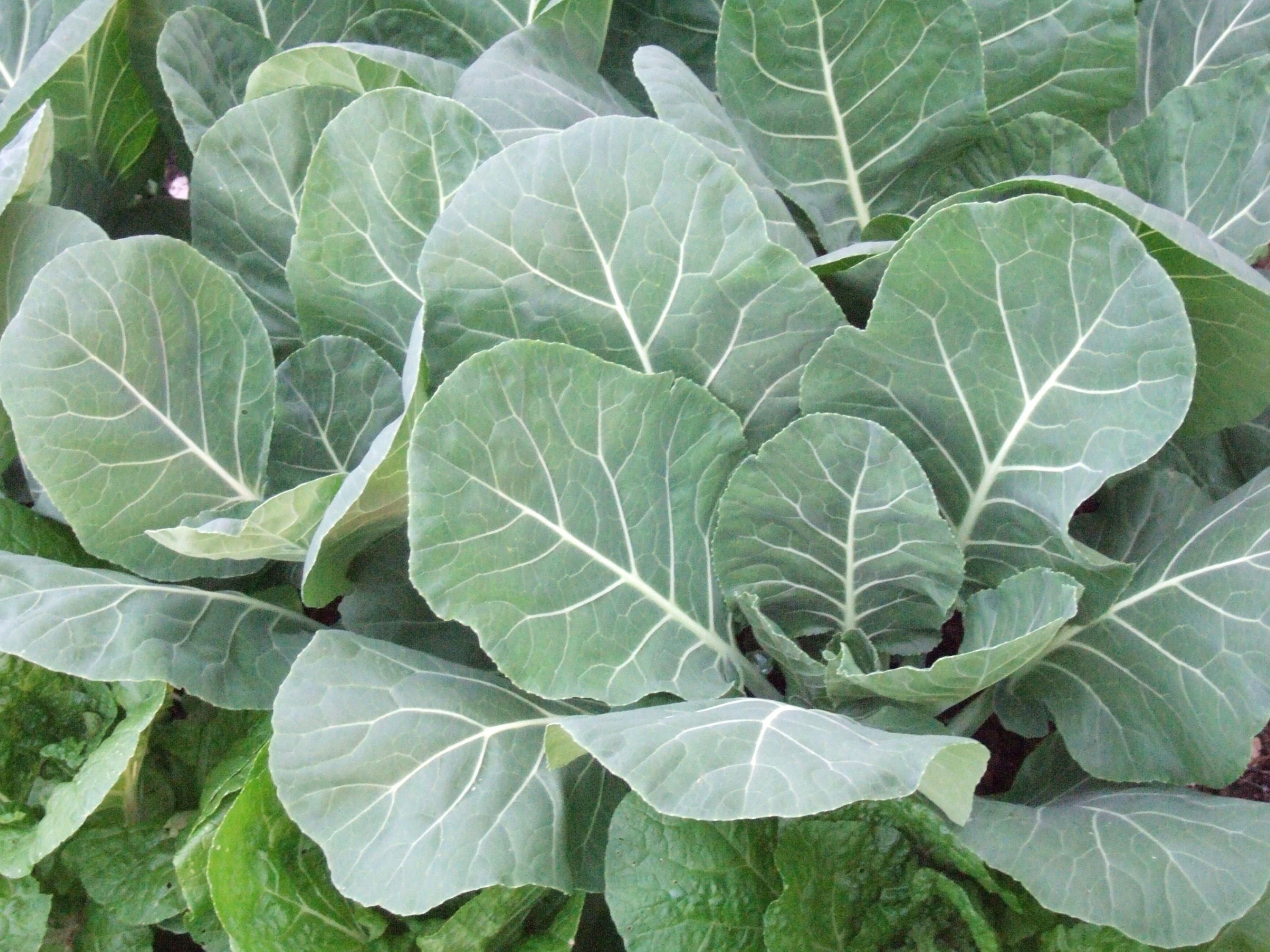 Green Collard Vegetable Seeds for Planting