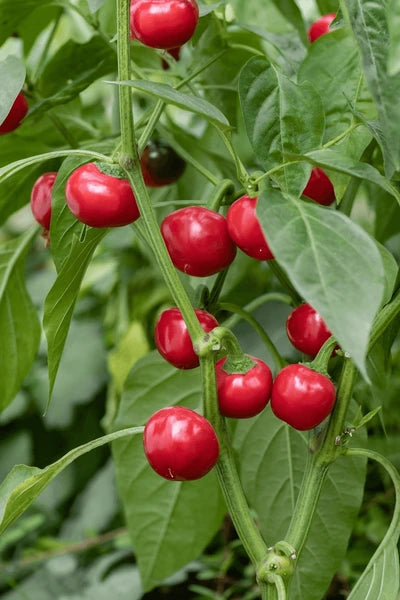 Rocoto Manzano Vegetable Seeds for Easy Planting