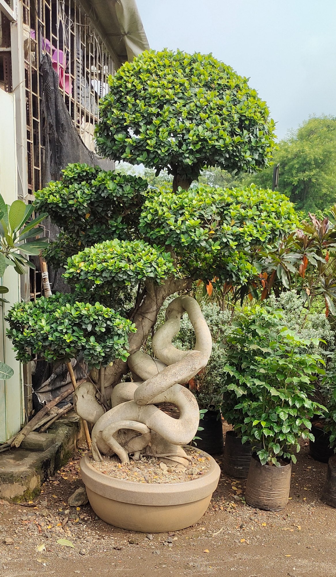Bonsai Tree Seeds for Planting - White Color Guide