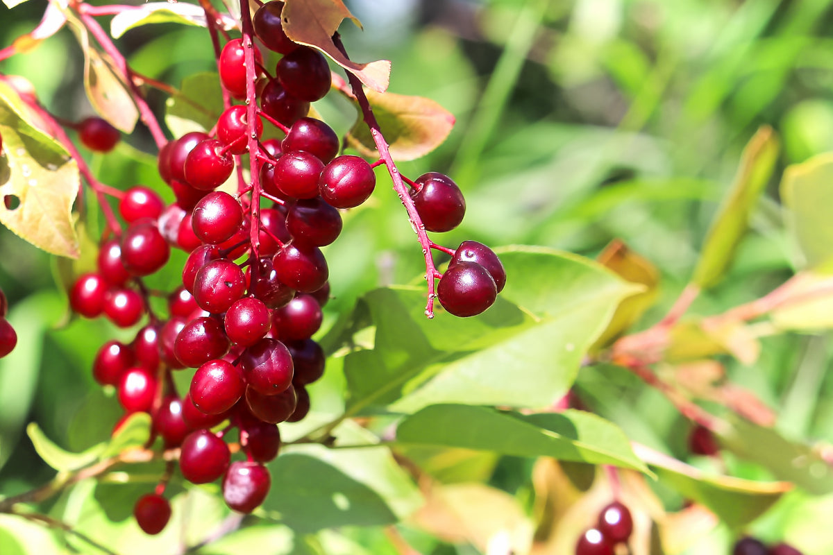 Chokecherry Seeds for Planting