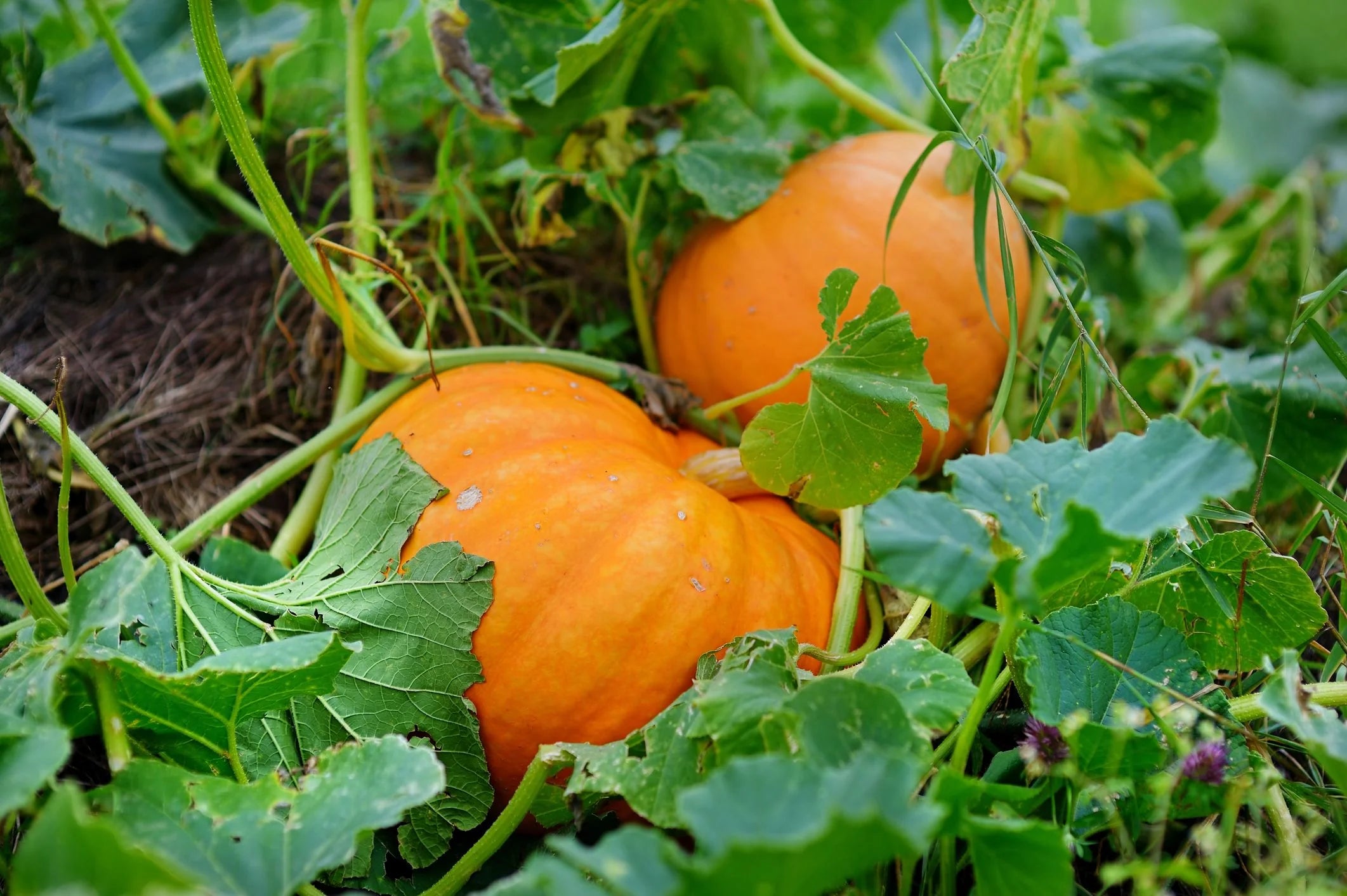 Yellow Jamaican Pumpkin Planting Seeds